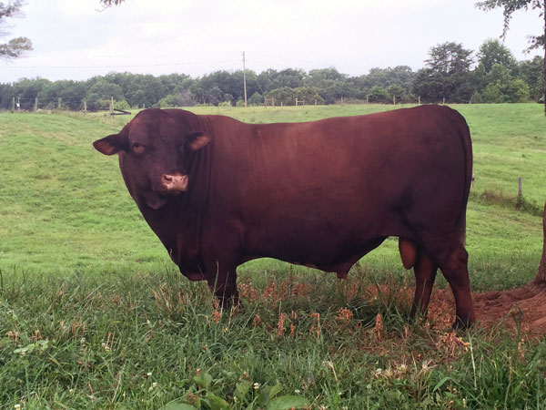 Lakota Ranch bull