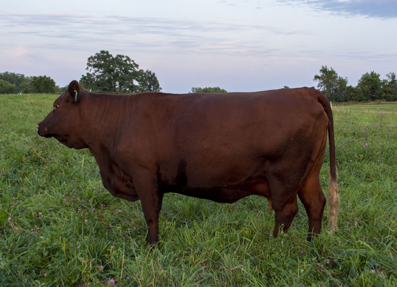 Abiding Acres Farm