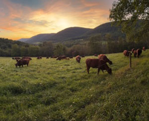 Red Devon USA cattle