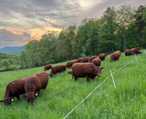 Red Devon USA cattle