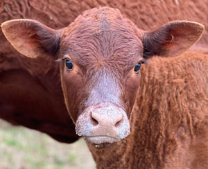 Red Devon USA cattle