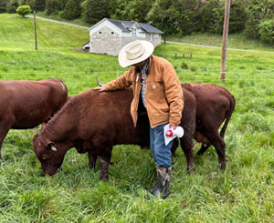 Red Devon USA cattle