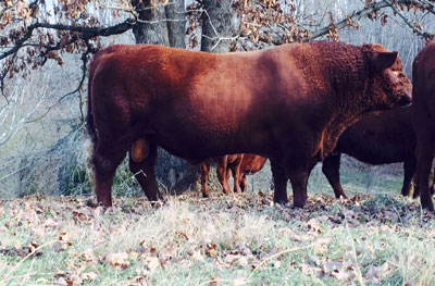 King Henry - Lakota Ranch