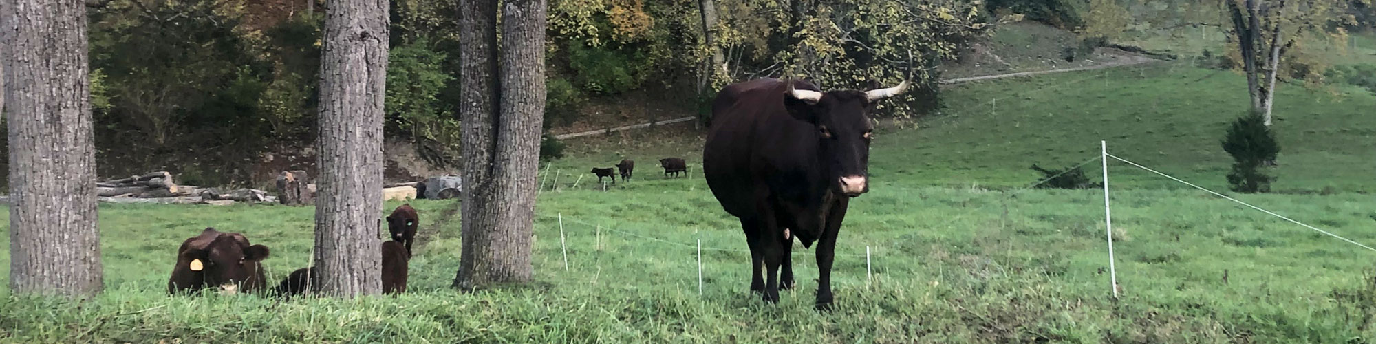 Red Devon USA cattle