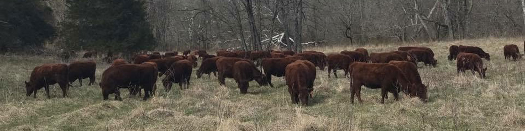 Red Devon USA cattle