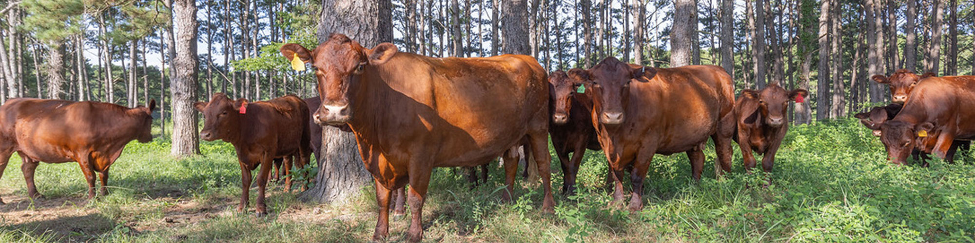 Red Devon USA cattle