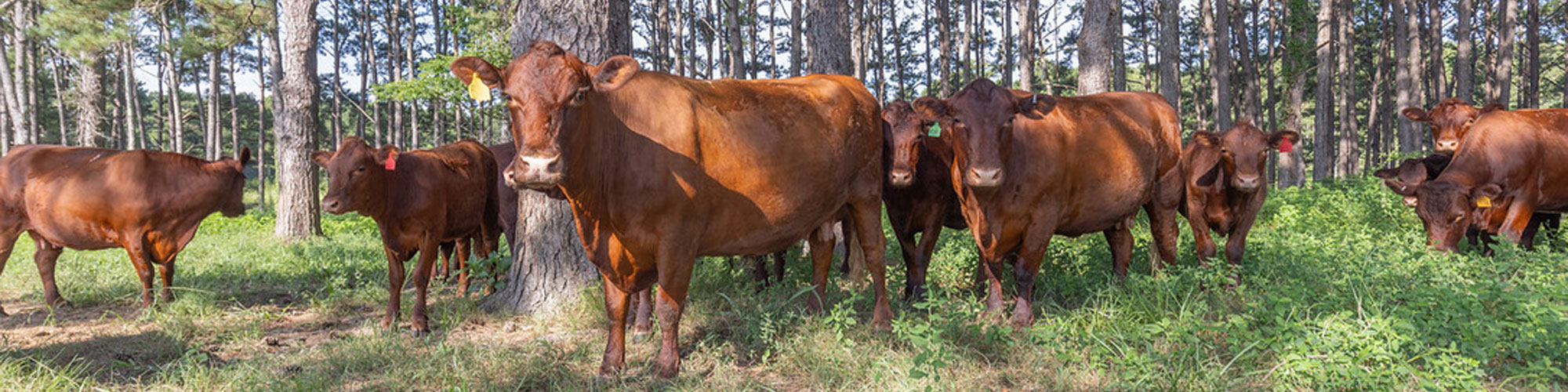 Red Devon USA cattle