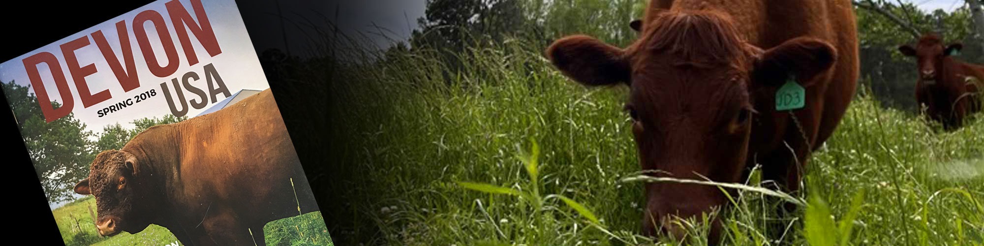 Red Devon USA cattle