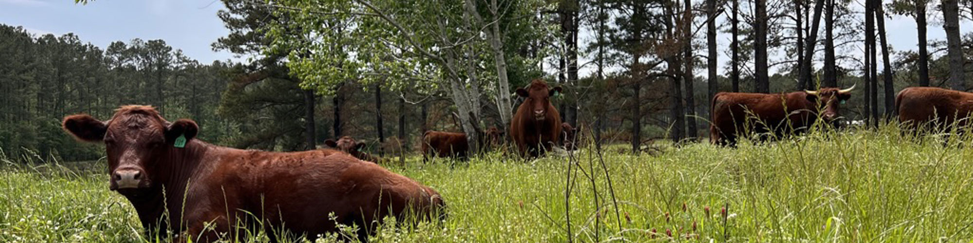 Red Devon USA cattle