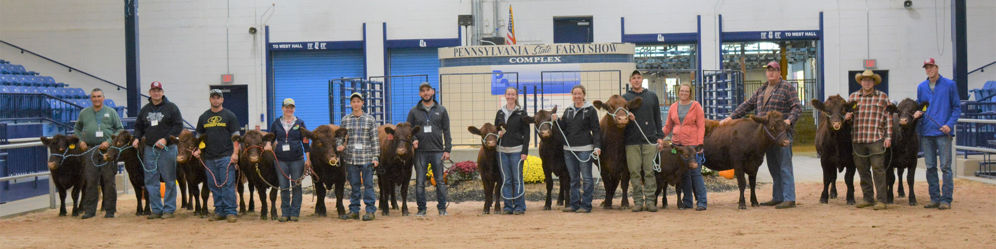 Red Devon USA cattle