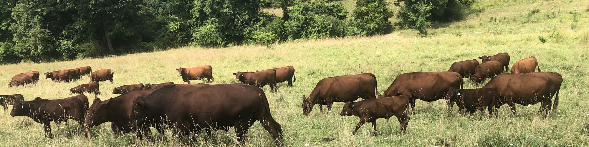 Red Devon USA cattle