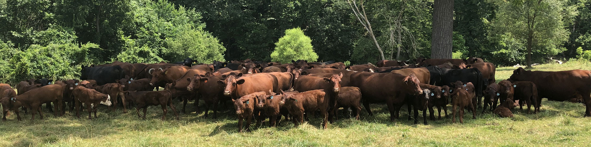 Red Devon USA cattle