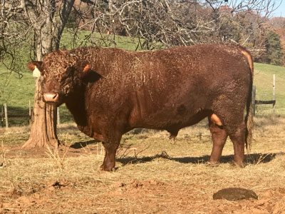 Red Dude - Lakota Ranch