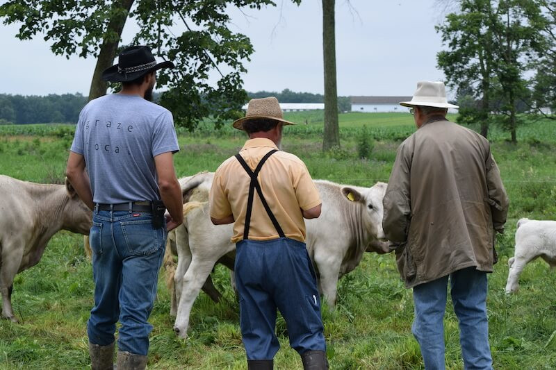 Red Devon USA cattle